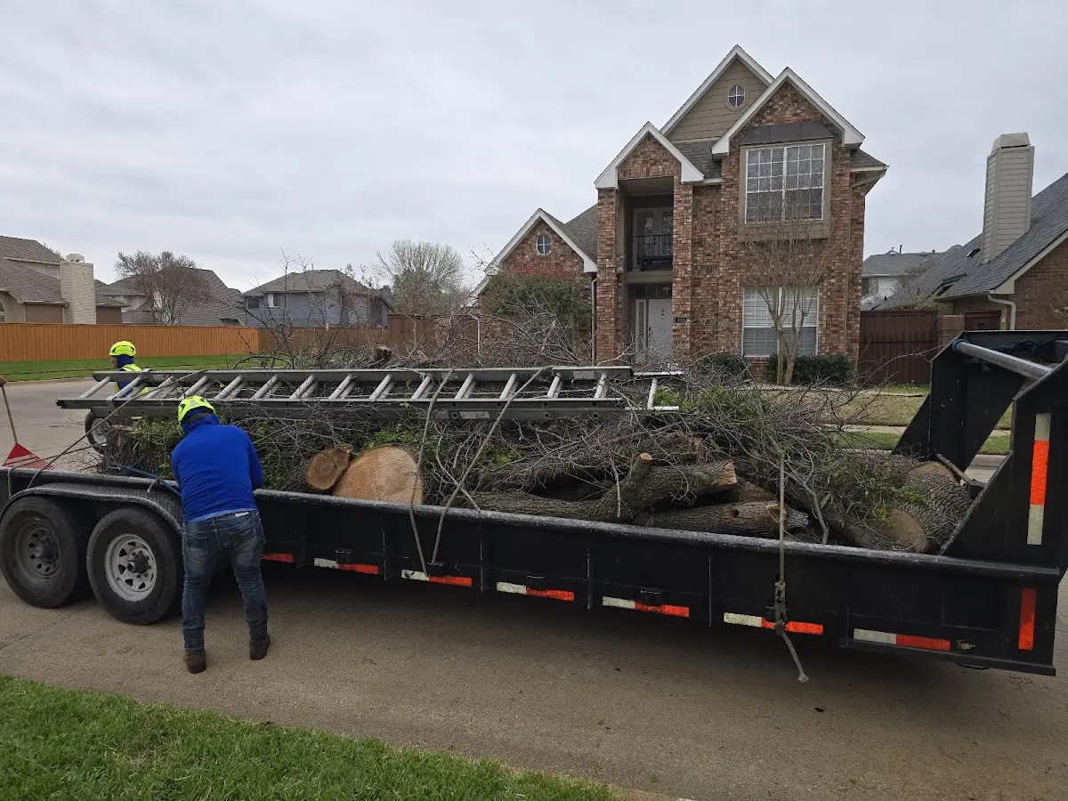 Expert Crown Reduction with proper safety equipment in Cedarpines Park